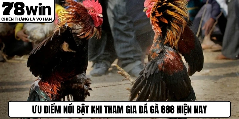 Ưu điểm nổi bật khi tham gia đá gà 888 hiện nay
