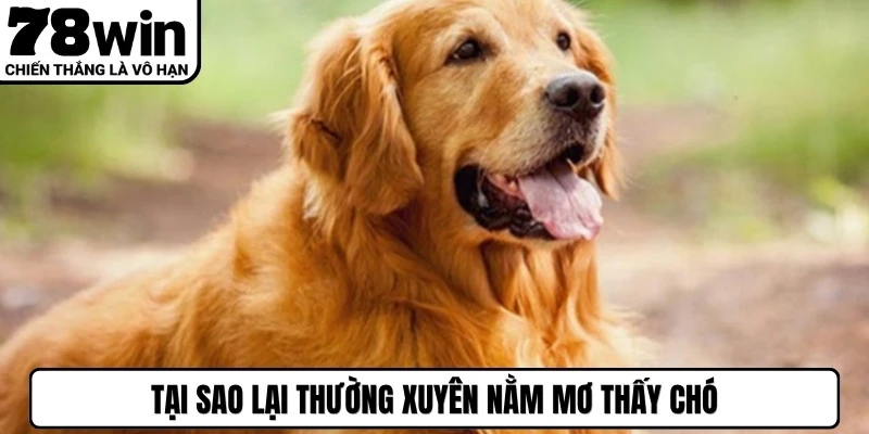 Tại sao lại thường xuyên nằm mơ thấy chó