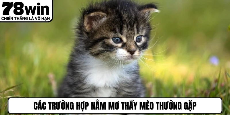 Các trường hợp nằm mơ thấy mèo thường gặp