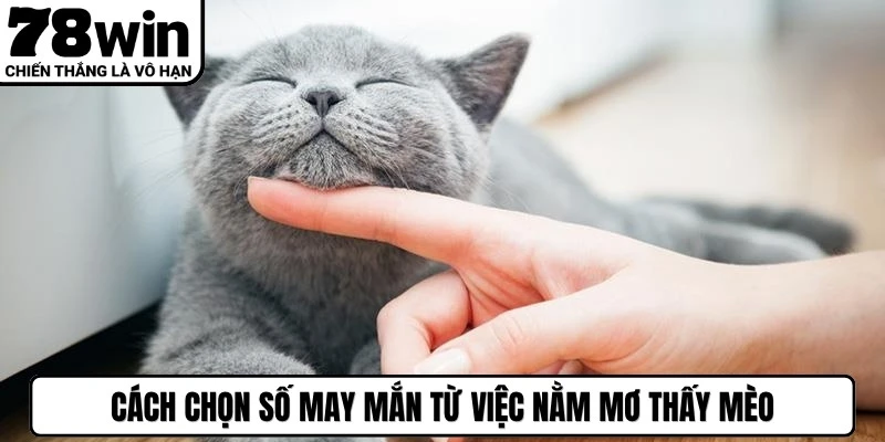 Cách chọn số may mắn từ việc nằm mơ thấy mèo