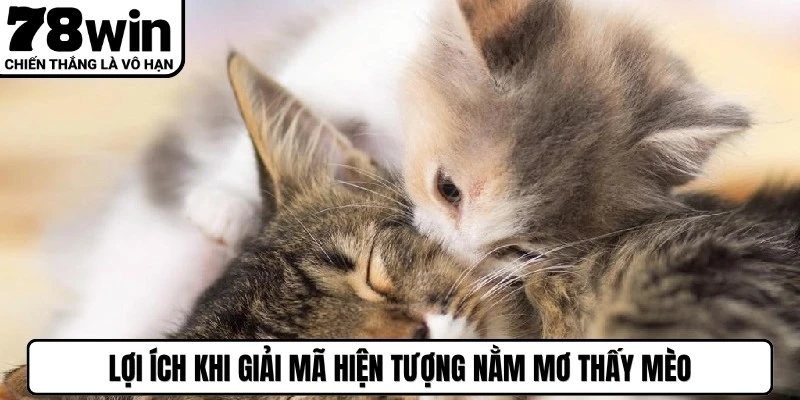 Lợi ích khi giải mã hiện tượng nằm mơ thấy mèo