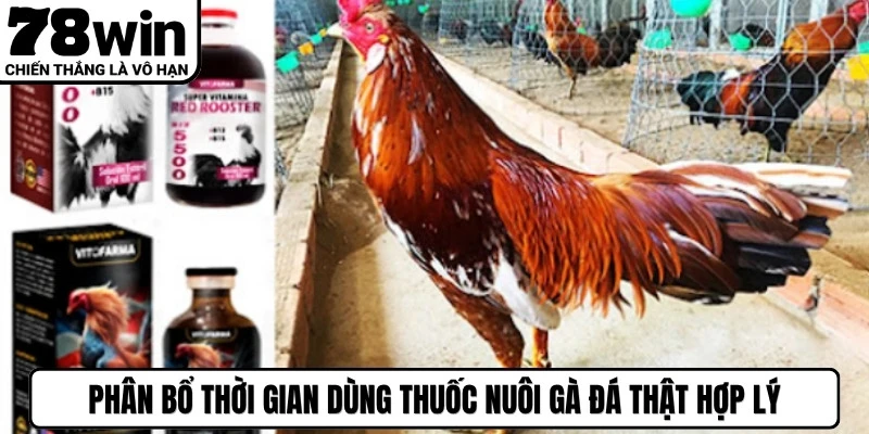 Phân bổ thời gian dùng thuốc nuôi gà đá thật hợp lý