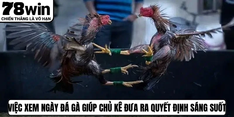 Việc xem ngày đá gà giúp chủ kê đưa ra quyết định sáng suốt