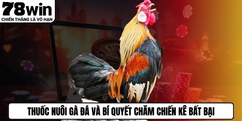 Thuốc Nuôi Gà Đá Và Bí Quyết Chăm Chiến Kê Bất Bại